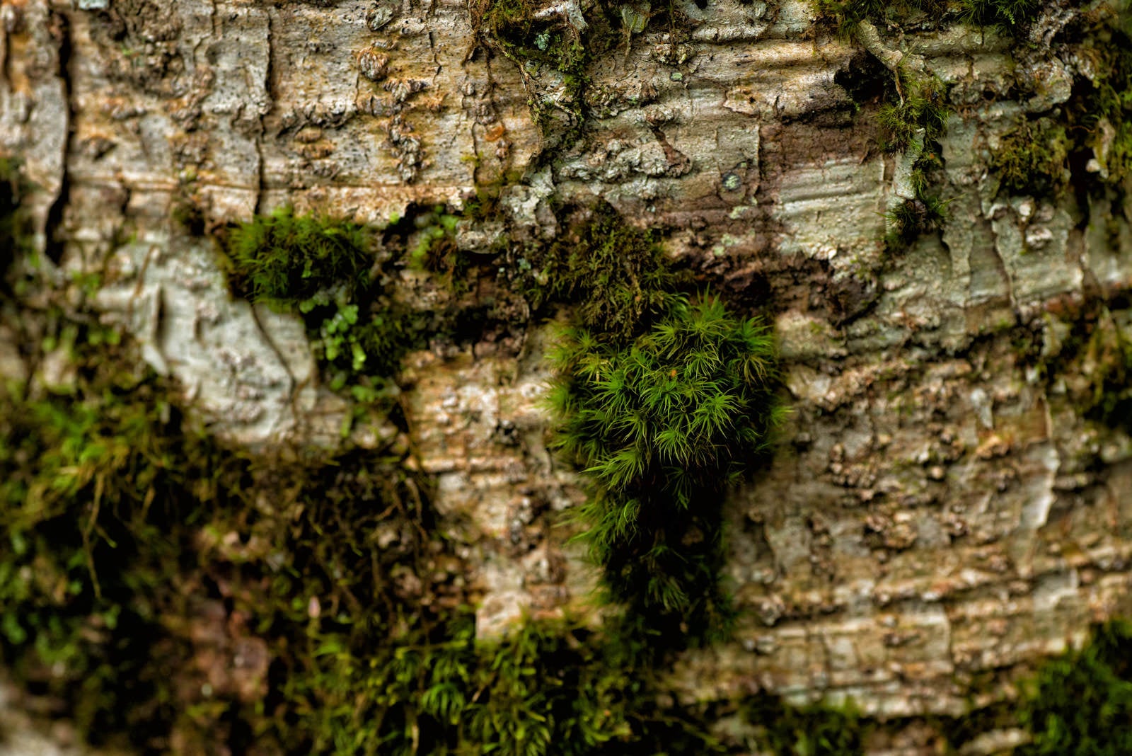 「樹皮に生える苔」の写真