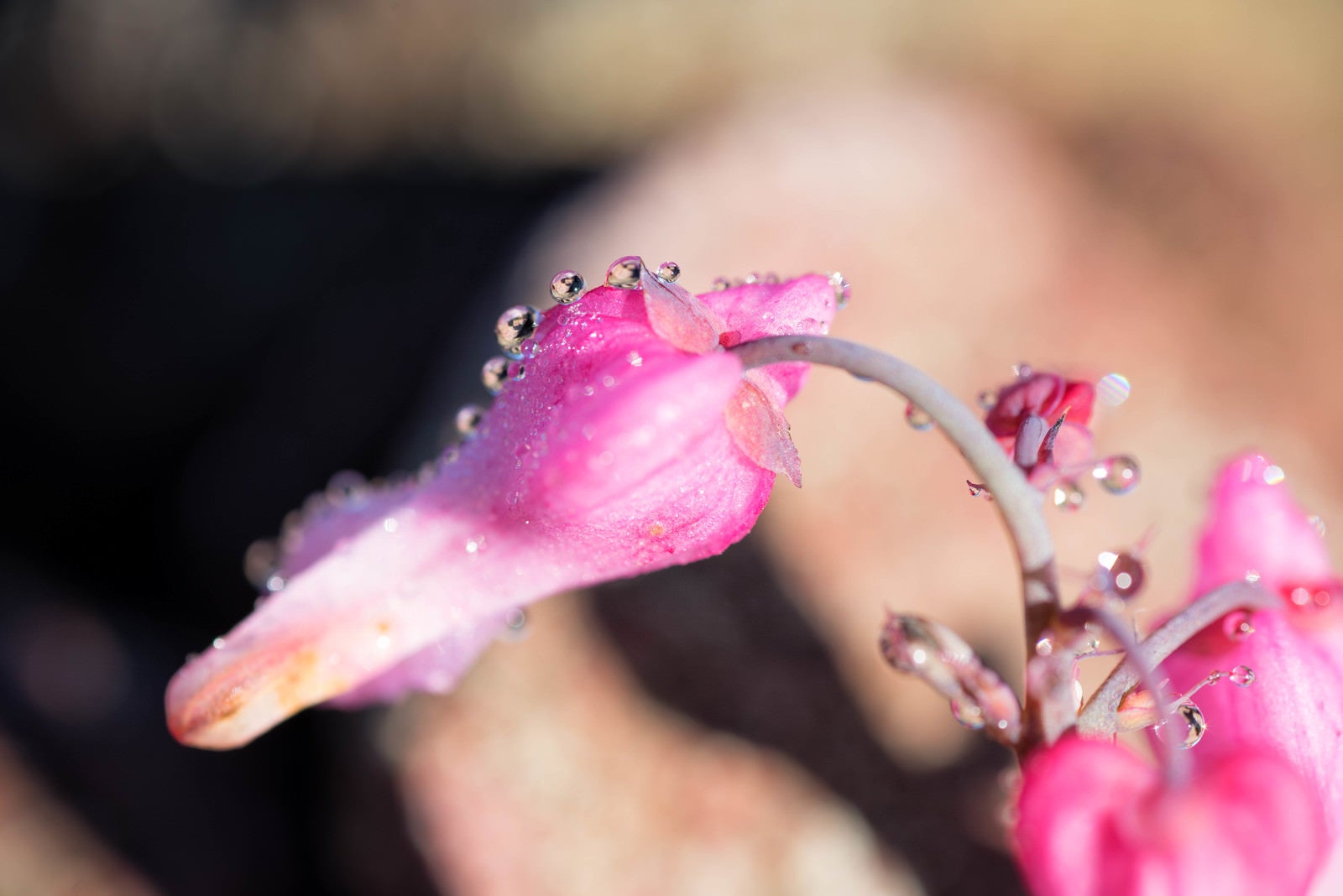 「水滴を纏う高山植物の女王（コマクサ）」の写真