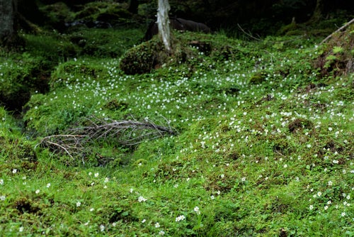 苔生す大地に生い茂る白い花の写真