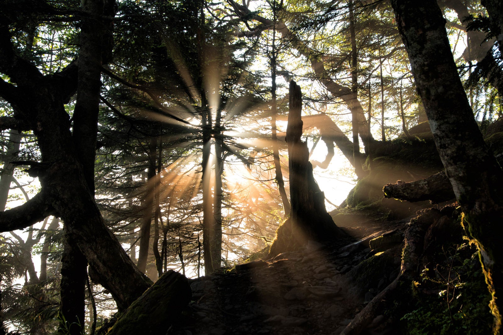 「登山道に差す幻想的な光芒」の写真