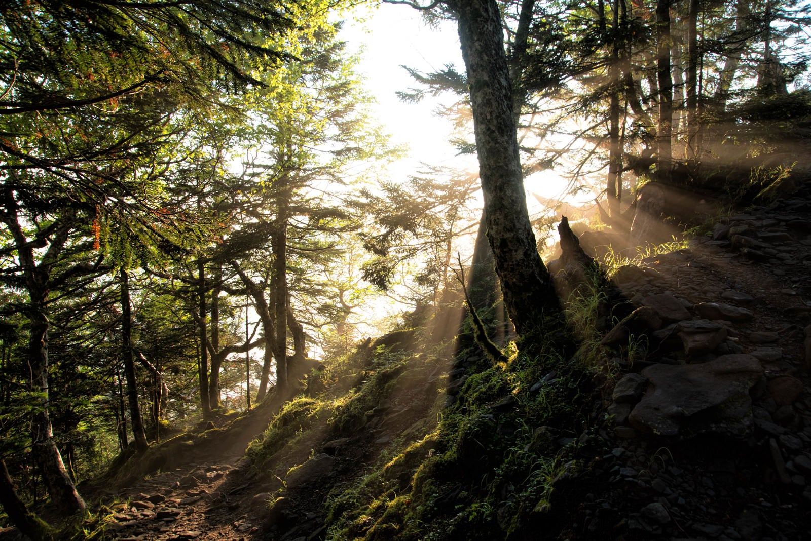 「美しい朝日に照らされる登山道」の写真