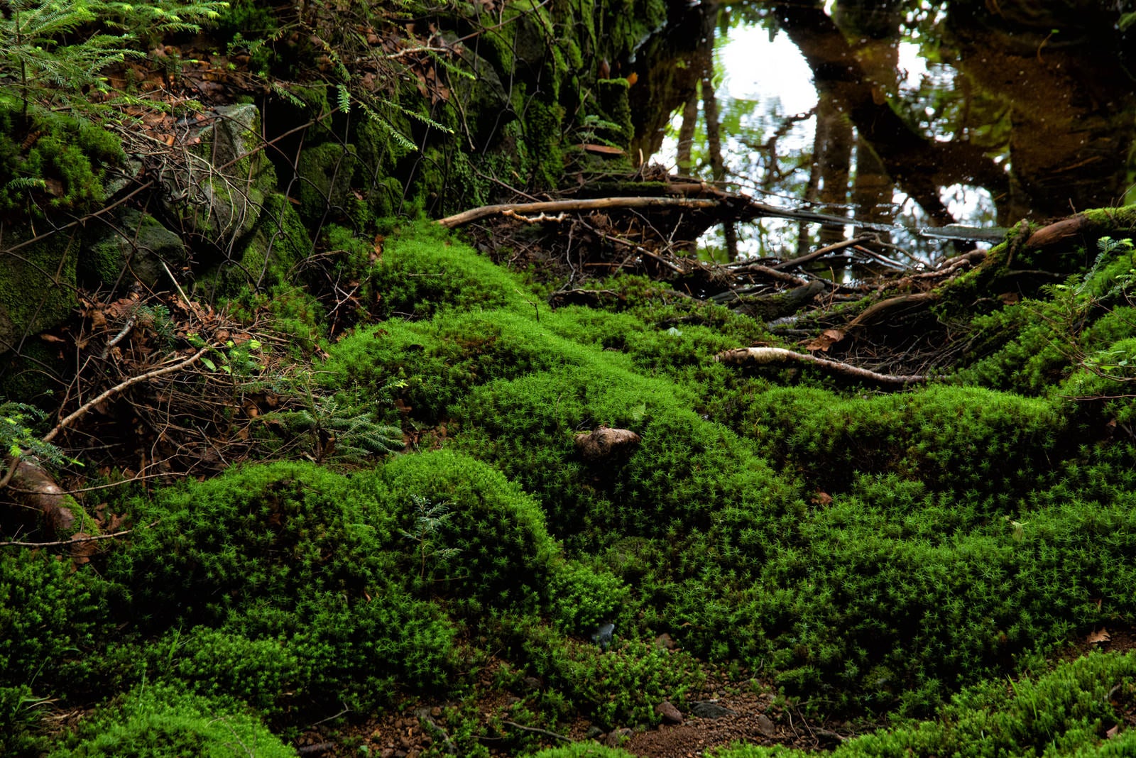 「水溜りの周りに繁殖する苔」の写真