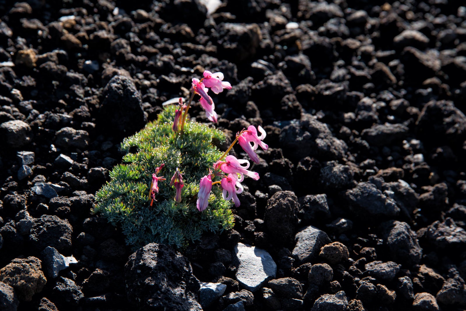 「砂礫地に開花するコマクサ（高山植物）」の写真