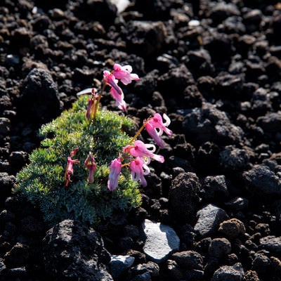 砂礫地に開花するコマクサ（高山植物）の写真