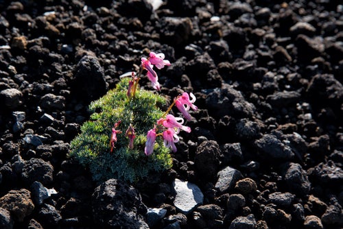砂礫地に開花するコマクサ（高山植物）の写真