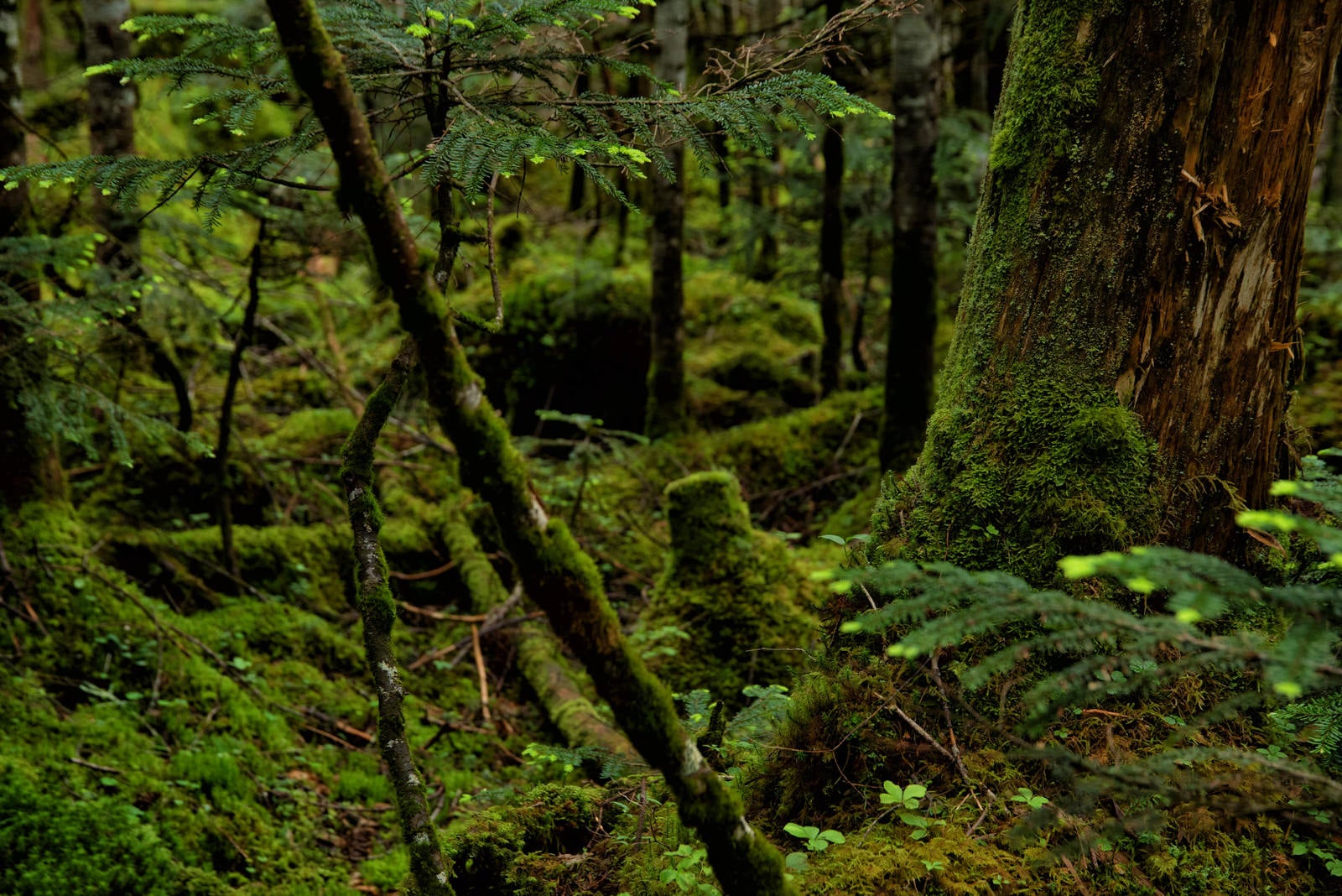「苔の生い茂る原生林」の写真