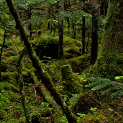 苔の生い茂る原生林の写真