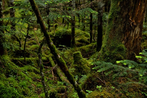 苔の生い茂る原生林の写真