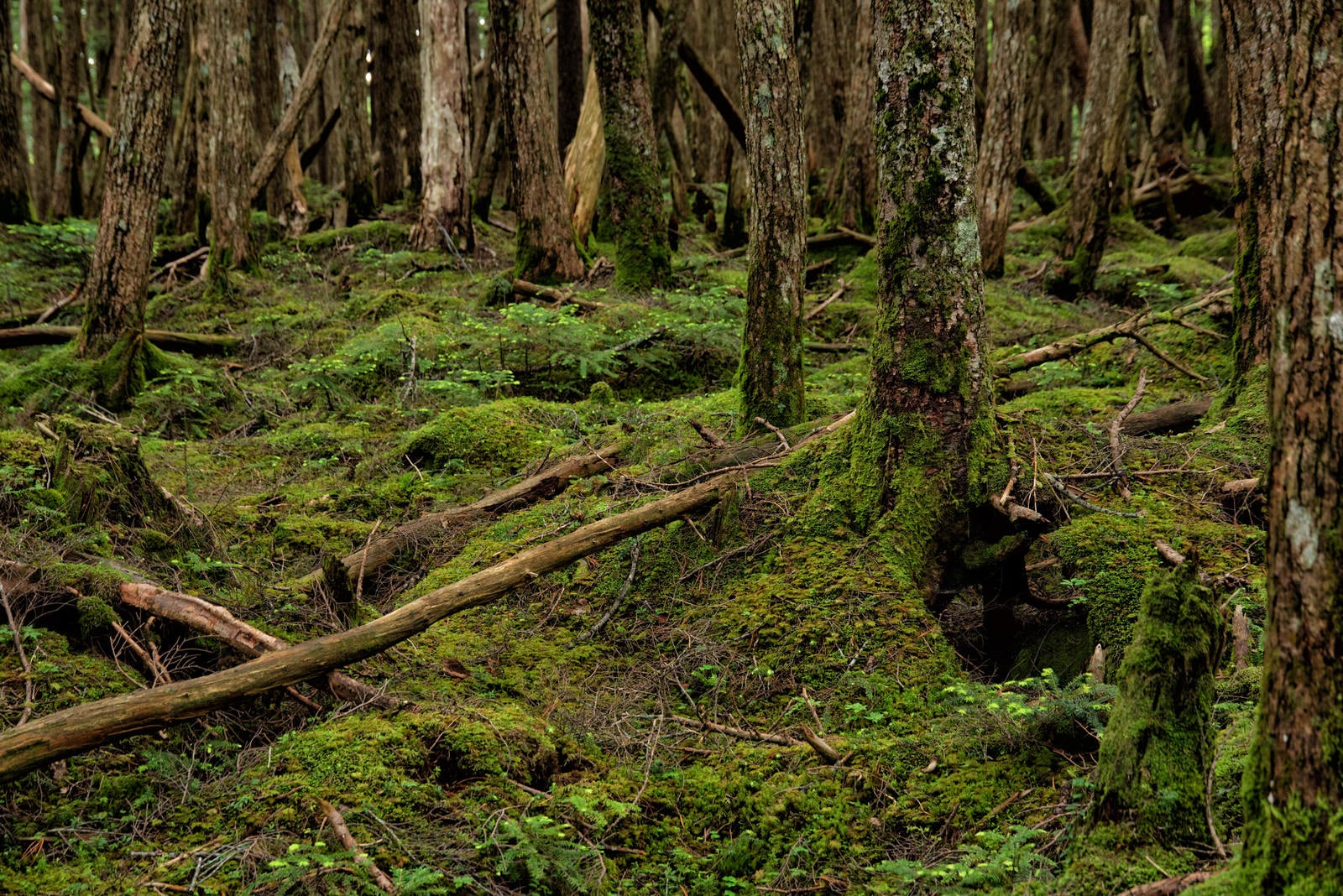 「苔が生い茂る原生森の大地」の写真