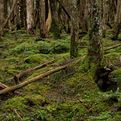 苔が生い茂る原生森の大地の写真