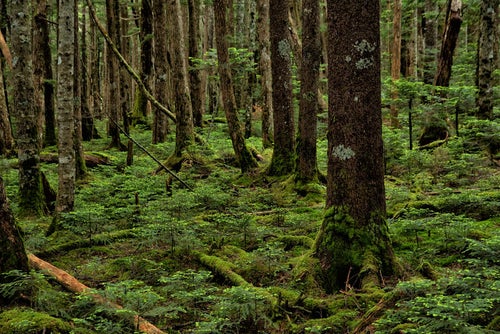 苔の生い茂る森の写真