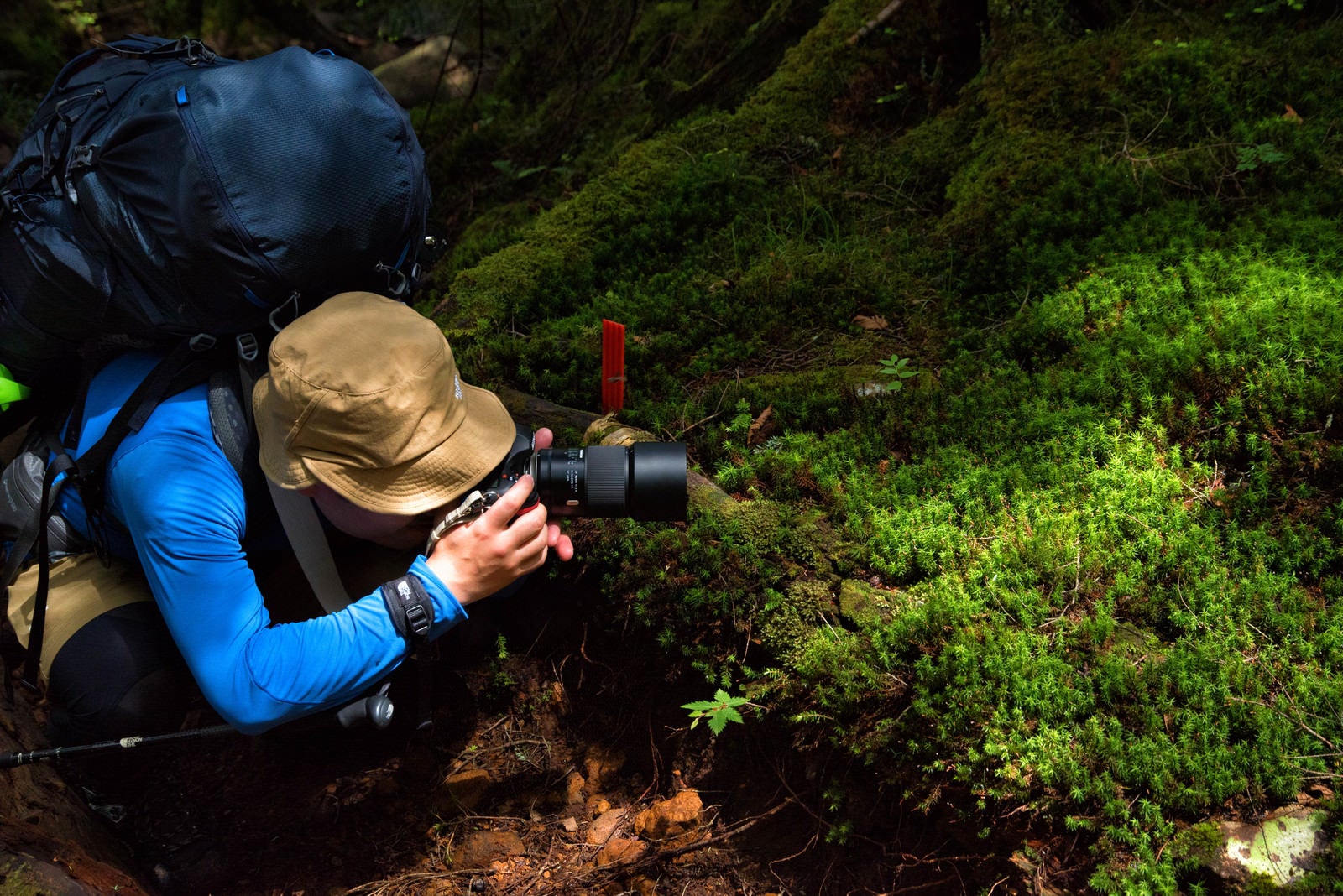 「苔をローアングルで撮影する山岳カメラマン」の写真