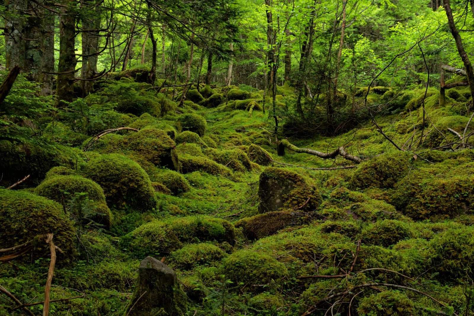 「新緑と苔の絨毯が織り成す世界（八ヶ岳）」の写真