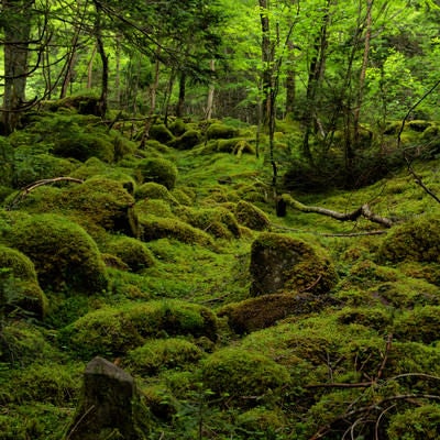 新緑と苔の絨毯が織り成す世界（八ヶ岳）の写真