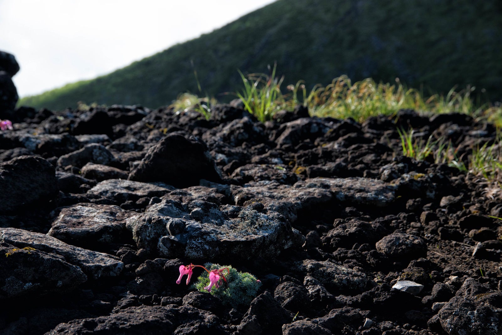 「砂礫地に咲くコマクサ （高山植物）」の写真