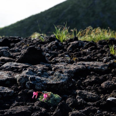 砂礫地に咲くコマクサ （高山植物）の写真