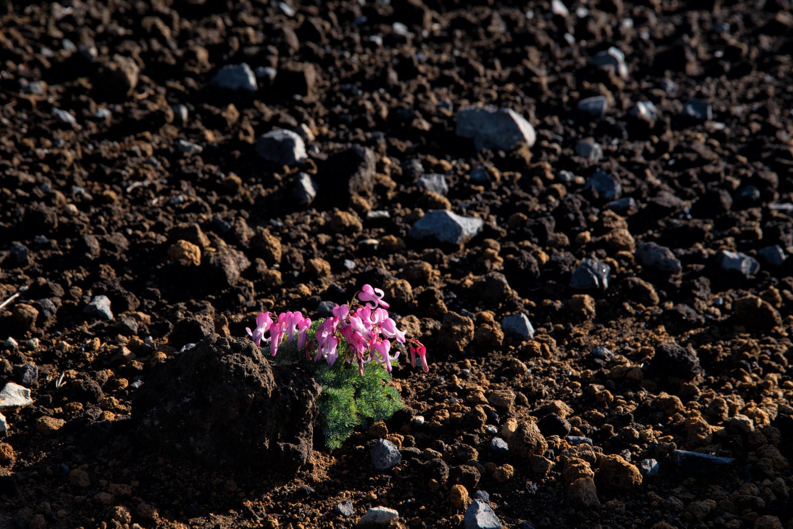「砂礫地に咲く高山植物（コマクサ）」の写真