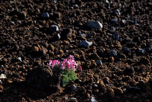 砂礫地に咲く高山植物（コマクサ）の写真