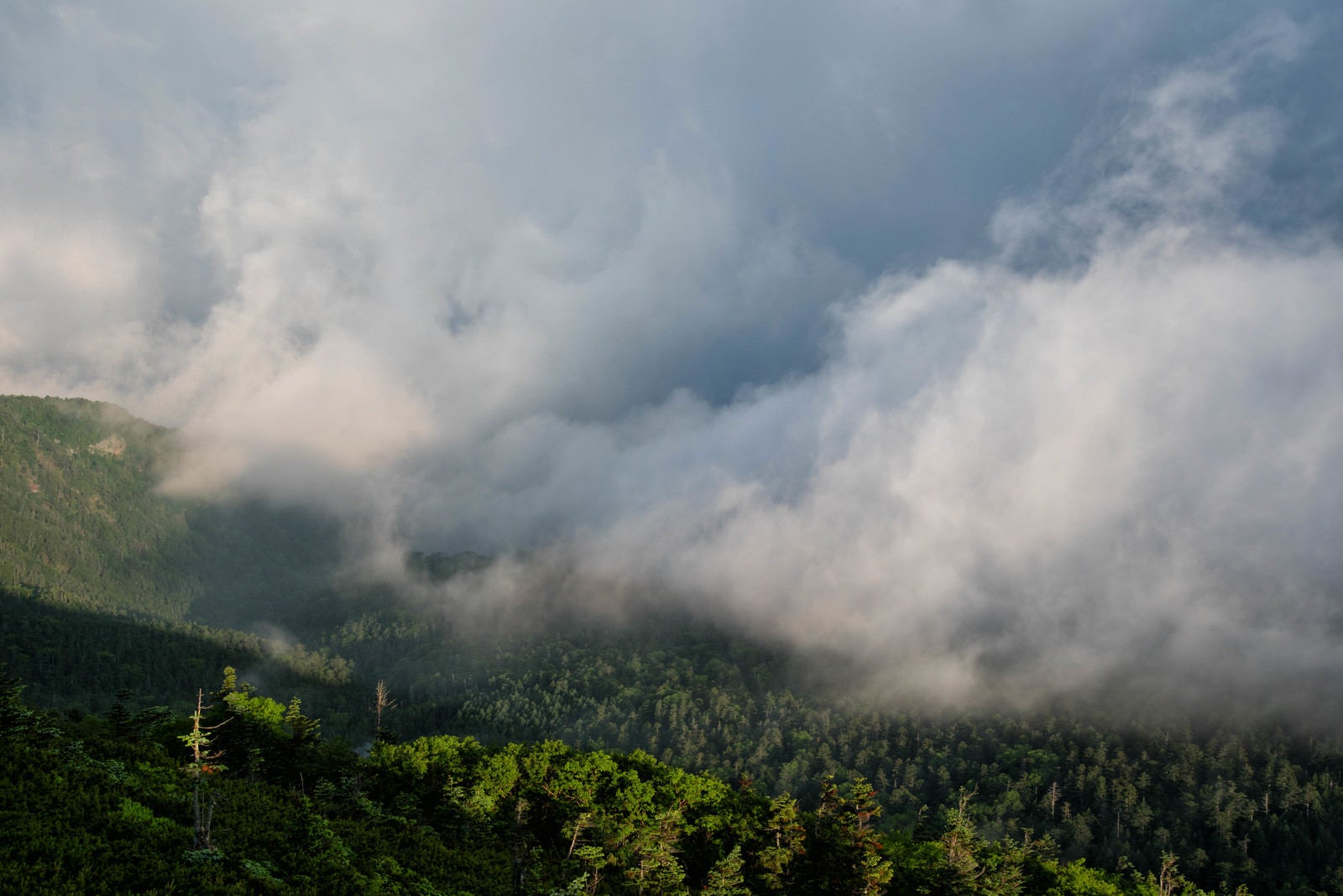 「雲に飲み込まれる森」の写真