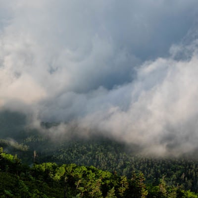 雲に飲み込まれる森の写真