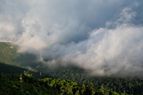 雲に飲み込まれる森の写真
