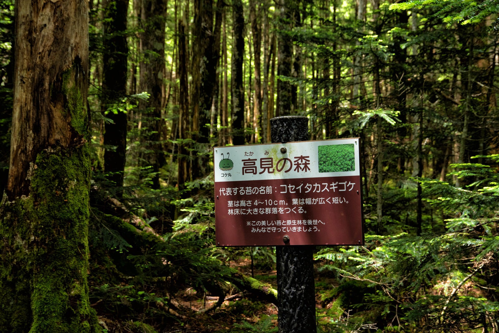 「高見の森の看板」の写真