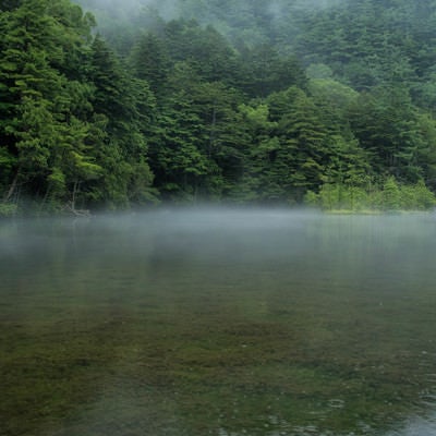 雨降る明神池の水面に現れる霧（上高地）の写真