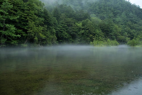 雨降る明神池の水面に現れる霧（上高地）の写真