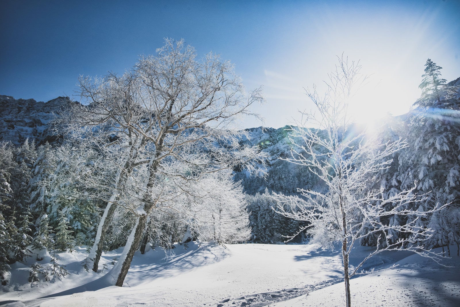 「陽射しに照らされる樹氷」の写真