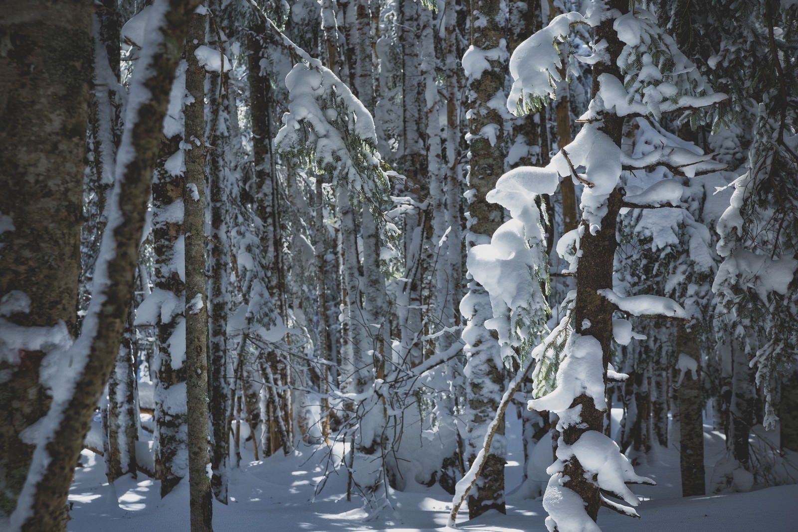 「厳冬期の森に差し込む光」の写真