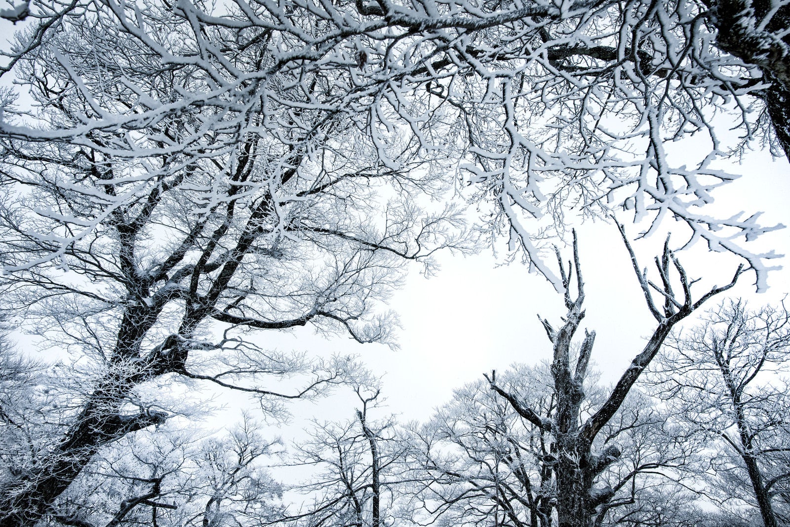 「降雪の森と積雪の木々」の写真
