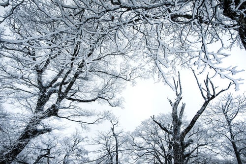 降雪の森と積雪の木々の写真