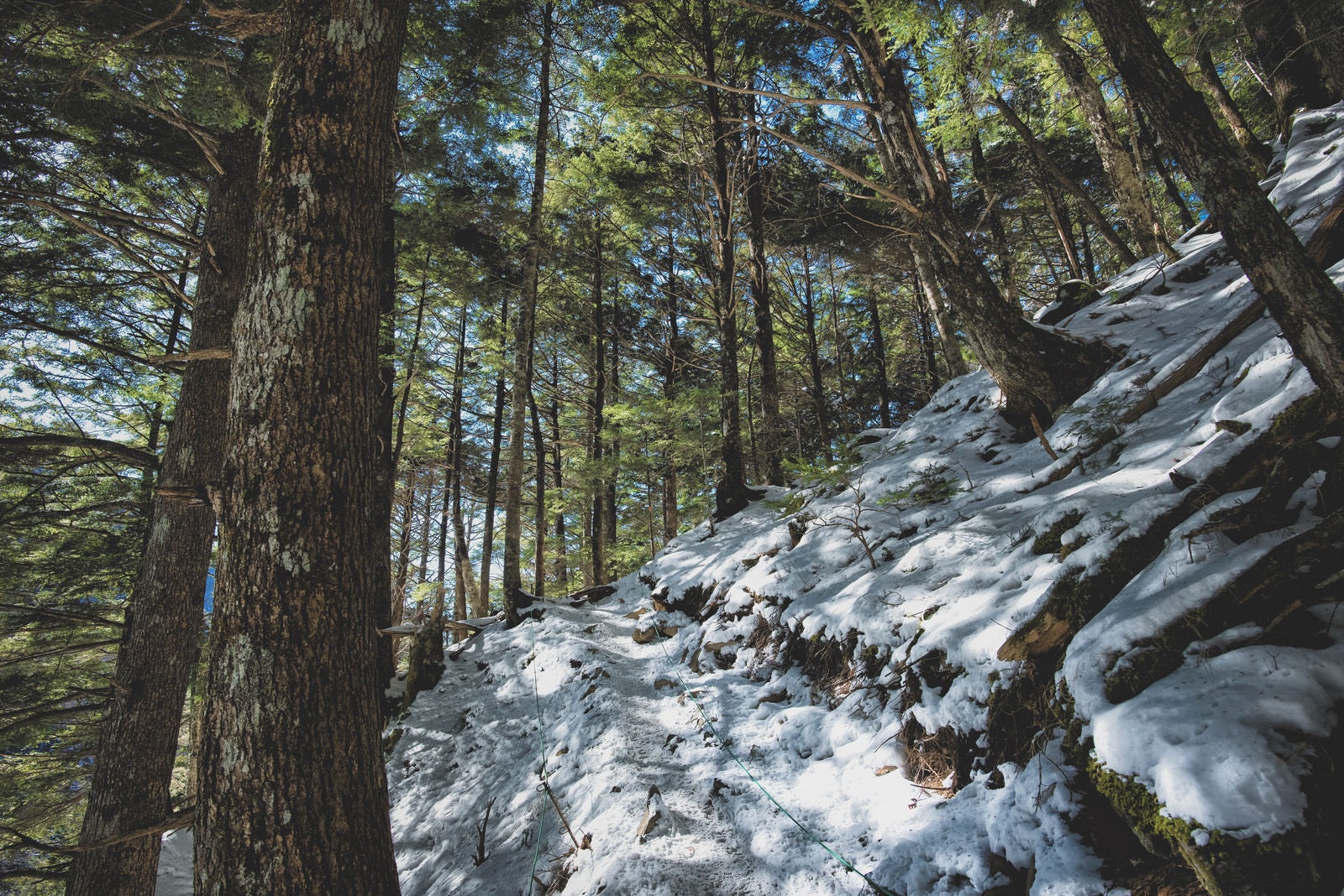 「残雪と木々の緑に降り注ぐ木漏れ日」の写真