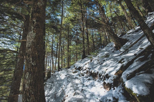 残雪と木々の緑に降り注ぐ木漏れ日の写真