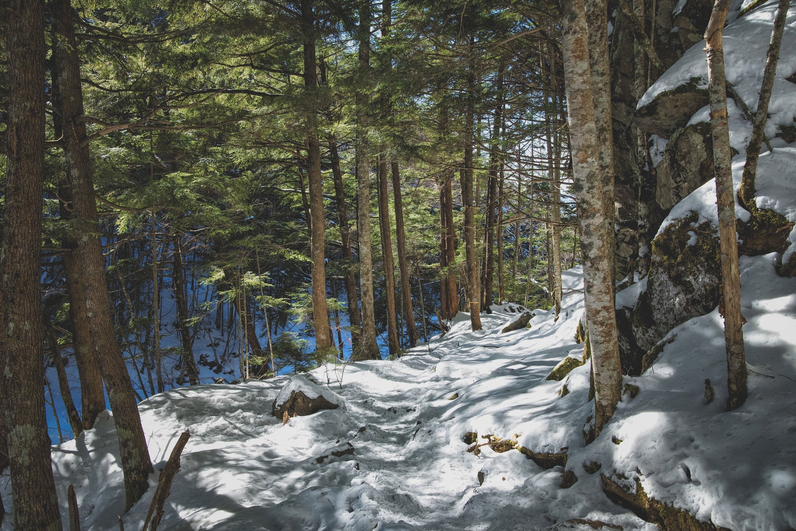「木漏れ日さす残雪の森」の写真