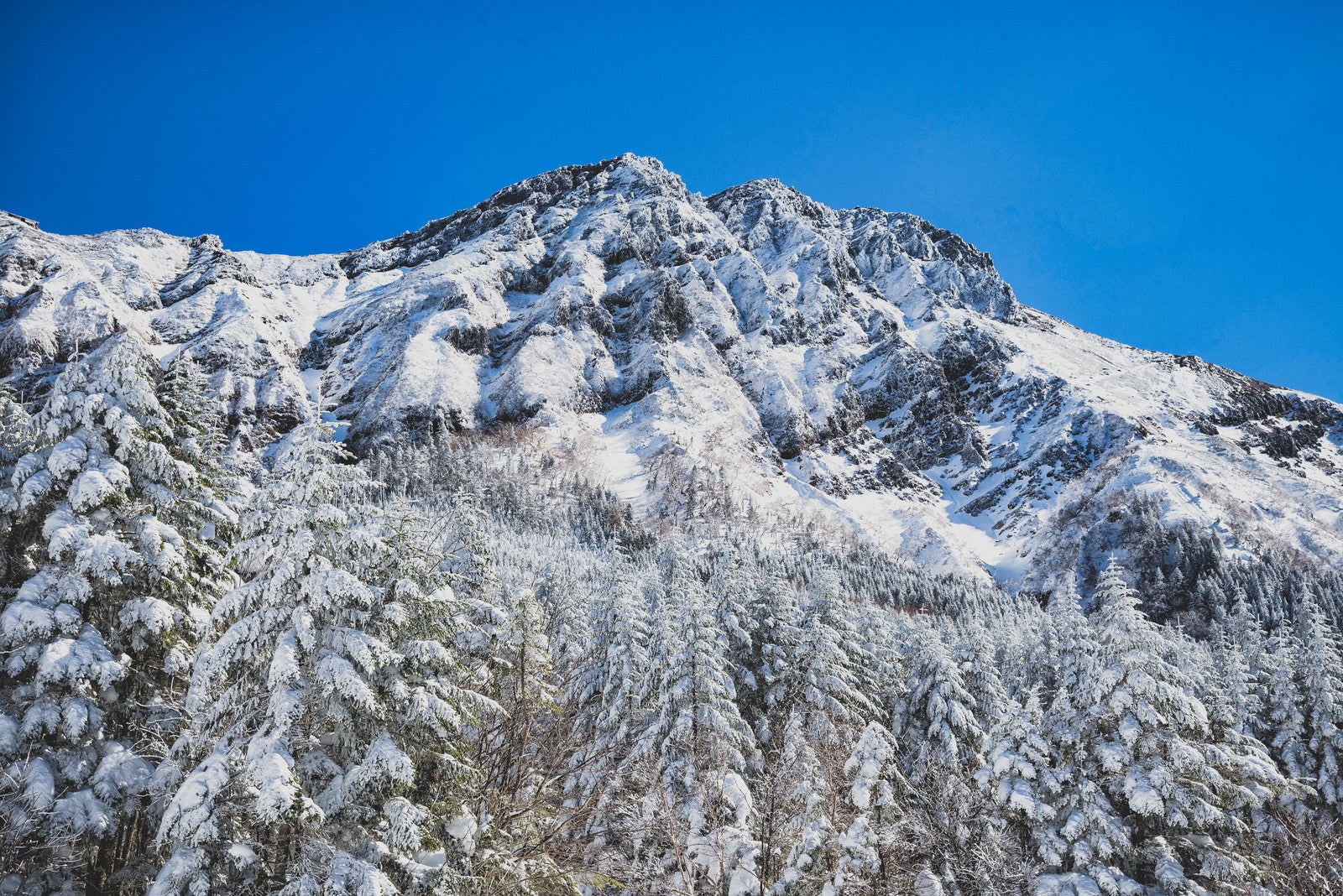 「凍り付く赤岳主稜と積雪の森」の写真