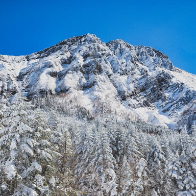 凍り付く赤岳主稜と積雪の森の写真