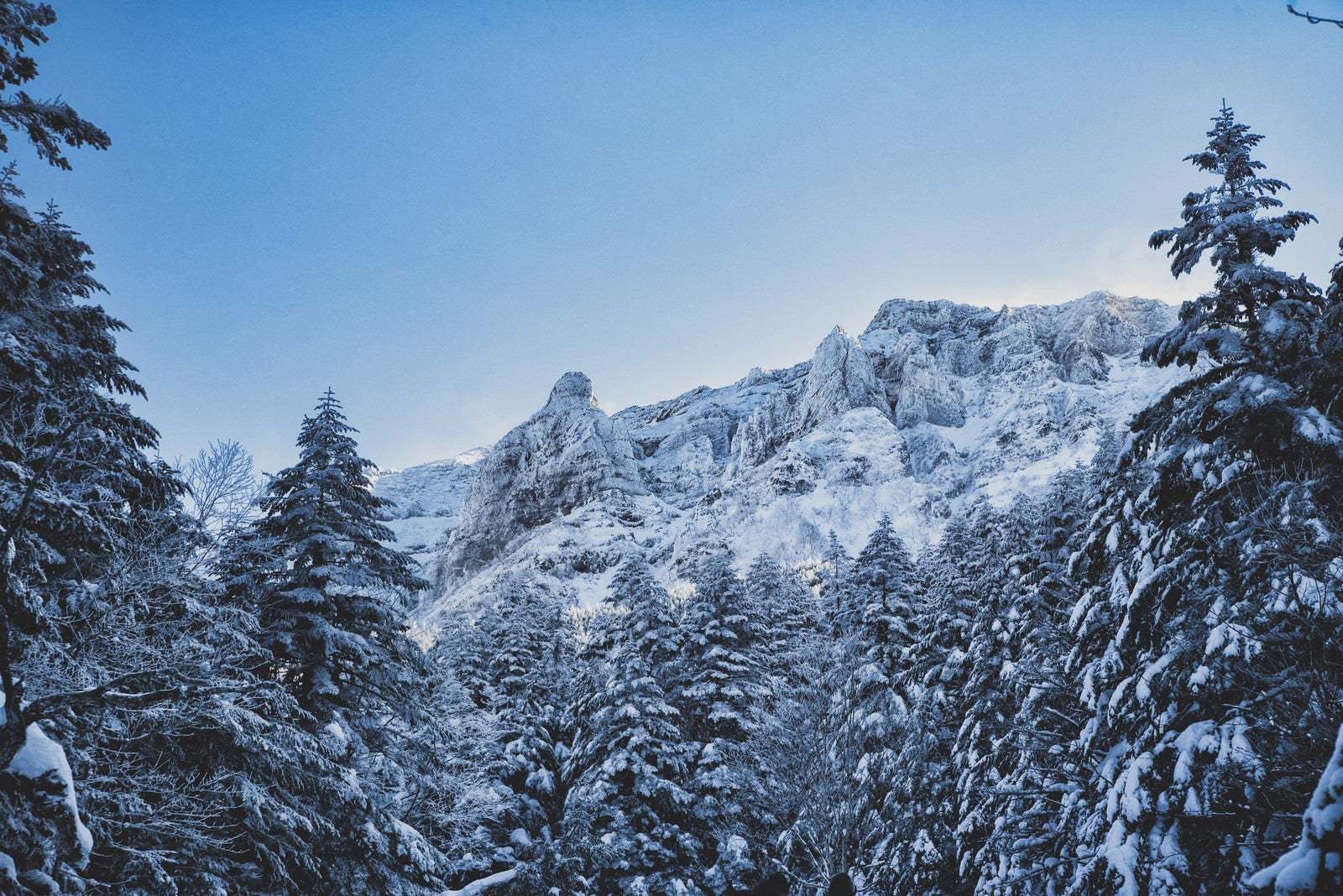 「積雪の森から見る大同心と小同心（八ヶ岳）」の写真