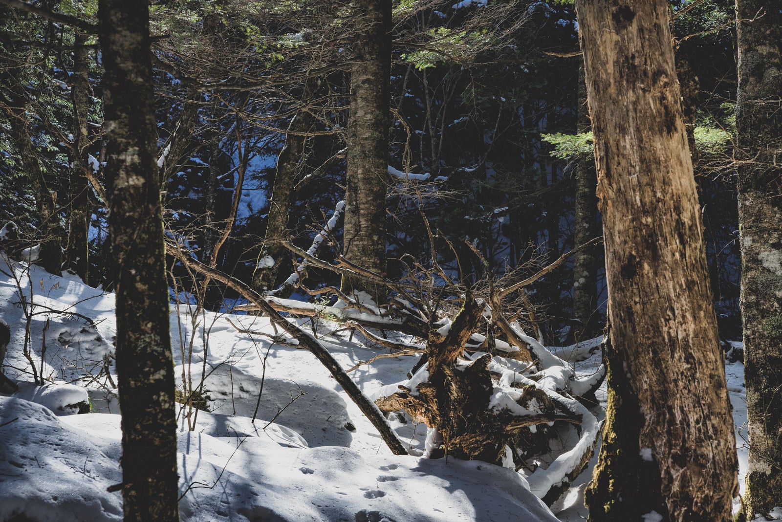 「残雪の森と枯れた木」の写真