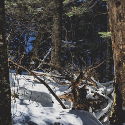 残雪の森と枯れた木の写真