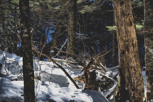 残雪の森と枯れた木の写真