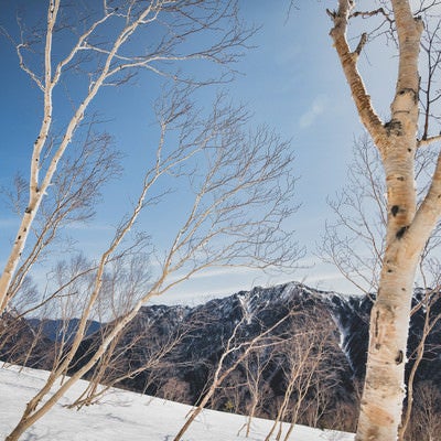 焼岳斜面に群生する岳樺（ダケカンバ）の写真