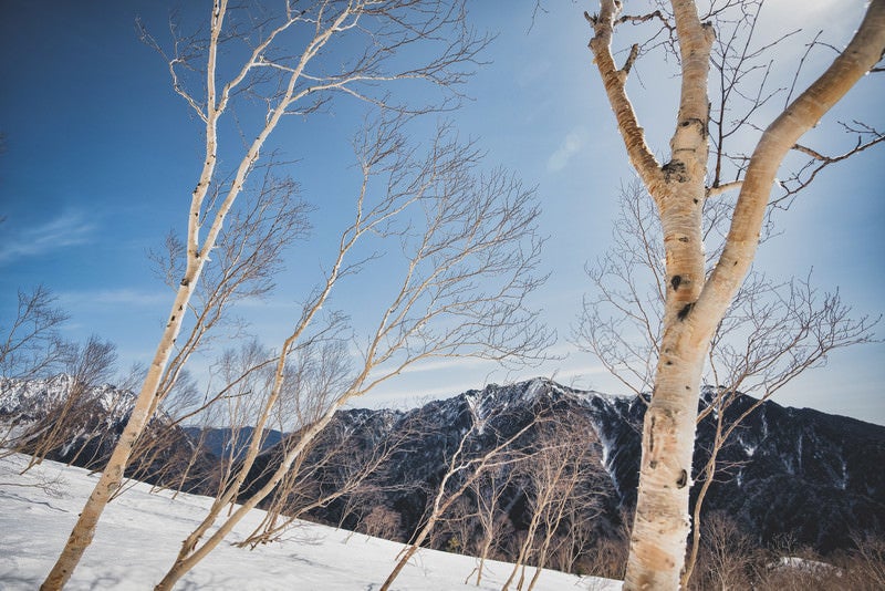 焼岳斜面に群生する岳樺（ダケカンバ）の写真