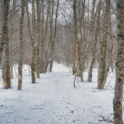 自生する木々と雪の探索路の写真
