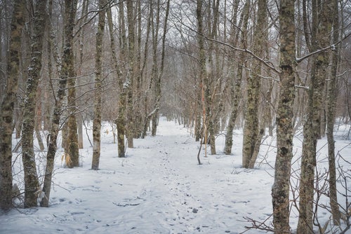 自生する木々と雪の探索路の写真