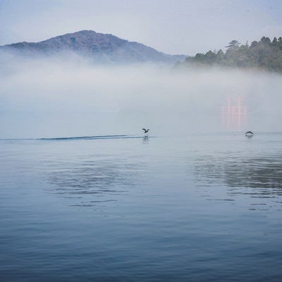 朝霧の湖面から飛び立つ水鳥の写真