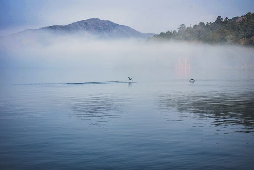 朝霧の湖面から飛び立つ水鳥の写真