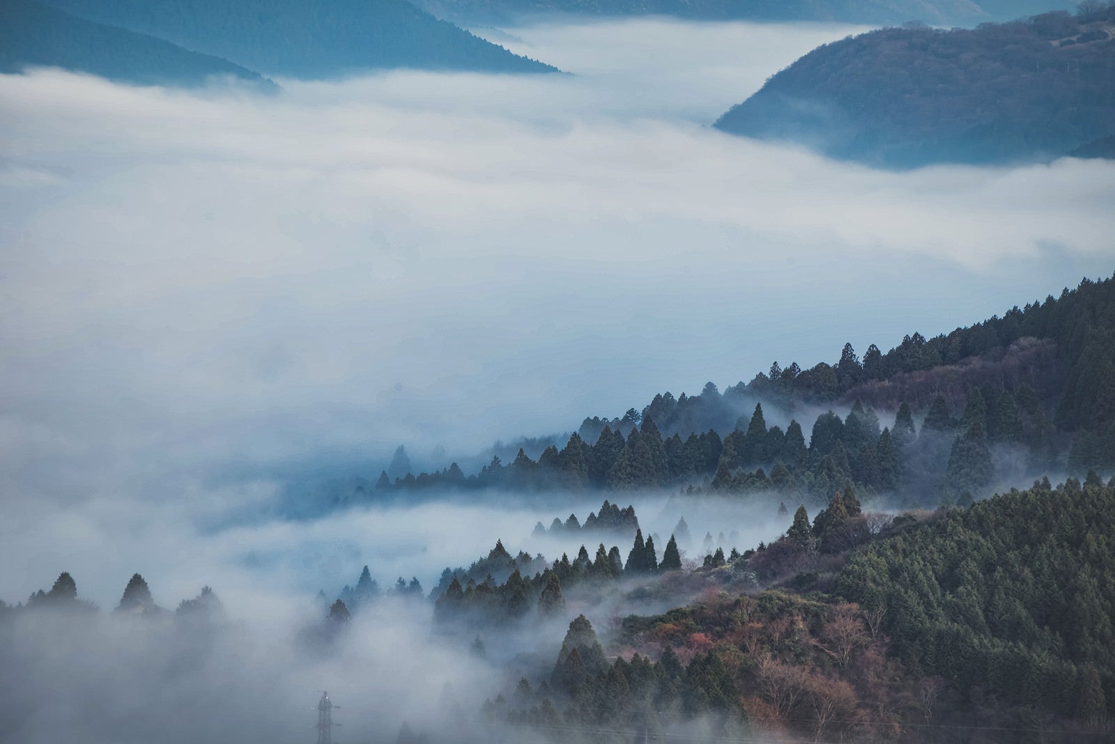 「霧に包まれる箱根の森」の写真