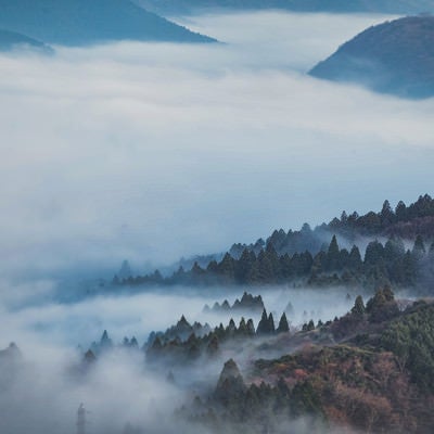 霧に包まれる箱根の森の写真