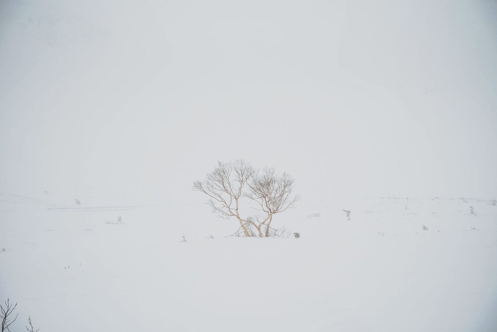 「視界不良の冬山で目印になる木」の写真